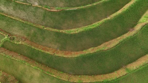 Vol Aérien Par Drone Dessus Rizières Terrasses Cang Chai Vietnam — Video