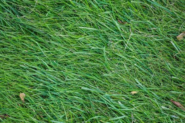 Champ d'herbe verte, pelouse verte. Herbe verte pour terrain de golf, football, football, sport. Texture et fond d'herbe de gazon vert — Photo