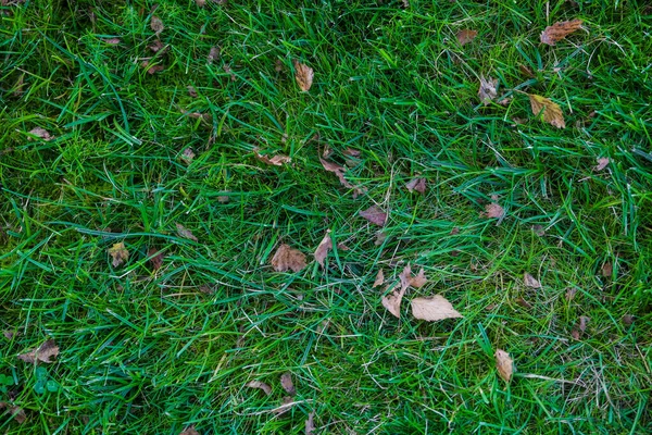 Зеленое травяное поле, зеленая лужайка. Зеленая трава для поля для гольфа, футбола, футбола, спорта. Текстура зеленой травы и фон — стоковое фото