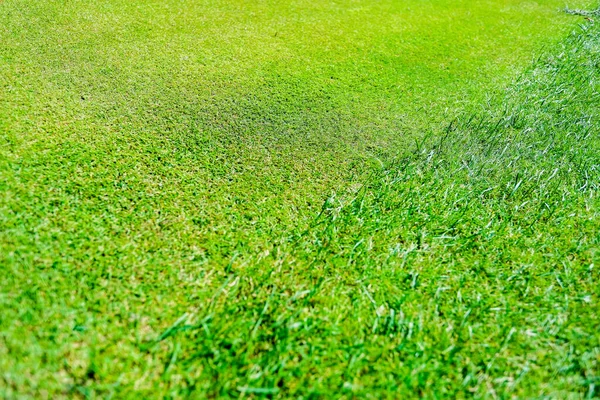 夕方のゴルフ場の緑の草 — ストック写真
