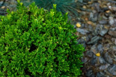 Üst manzara, top şeklinde yeşil bitki, yakın plan.
