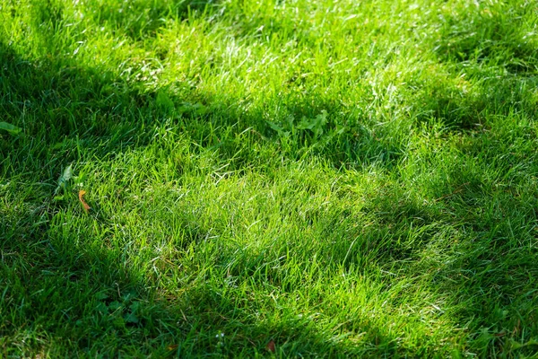 Horní pohled na trávu na golfovém hřišti — Stock fotografie