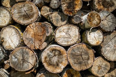 Ağaç gövdesi deseni kahverengi arkaplan