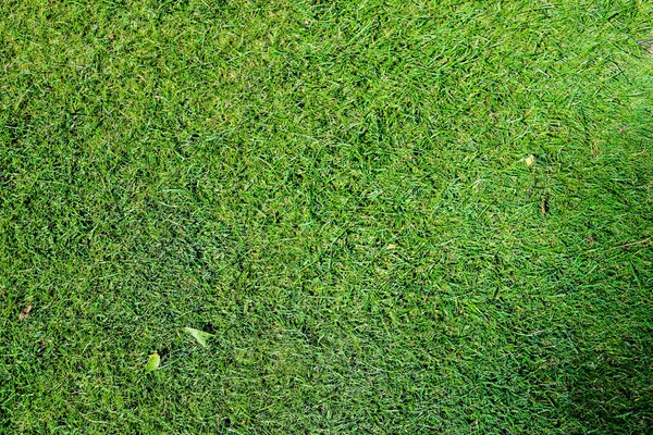 Groen gras op de golfbaan in de avond — Stockfoto