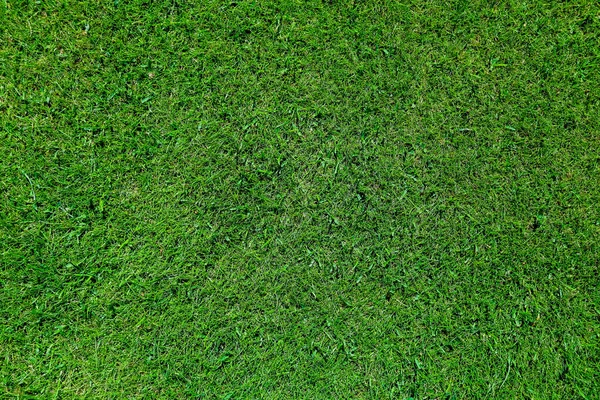 Zelená tráva na golfovém hřišti večer — Stock fotografie