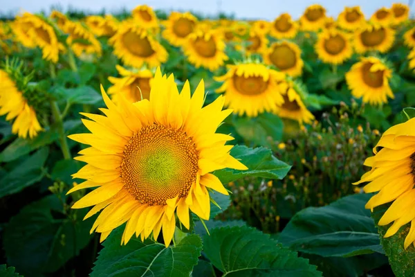 Nahaufnahme Sonnenblume bei Sonnenuntergang auf dem Feld Stockfoto