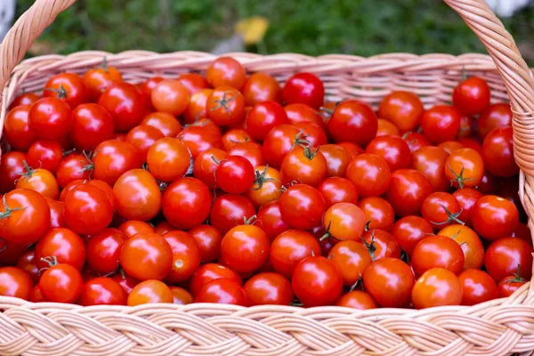 Tomates rojos en la canasta de mimbre. Primer plano. — Foto de Stock