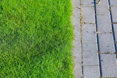 Ormanda golf sahasında yeşil çimenler.