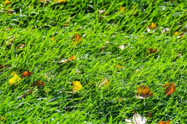 Yeşil çimen golf sahasında sarı yapraklar