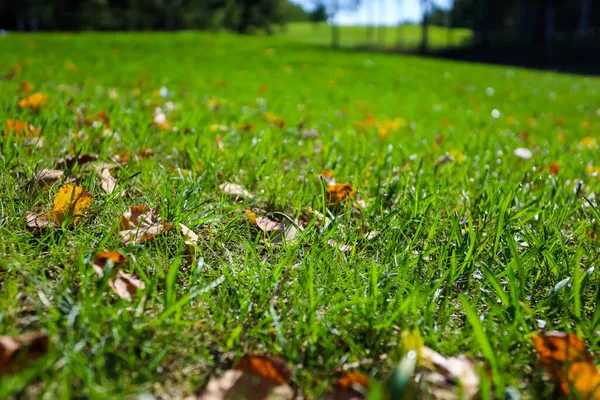 Folhas amarelas no campo de golfe grama verde — Fotografia de Stock