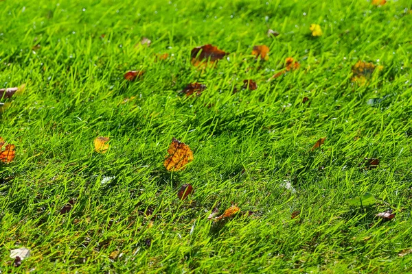 Gelbe Blätter auf grünem Gras Golfplatz — Stockfoto