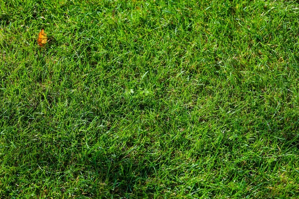 Gelbe Blätter auf grünem Gras Golfplatz — Stockfoto
