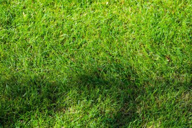 Yeşil çimen golf sahasında sarı yapraklar