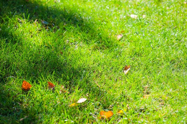 Gelbe Blätter auf grünem Gras Golfplatz — Stockfoto