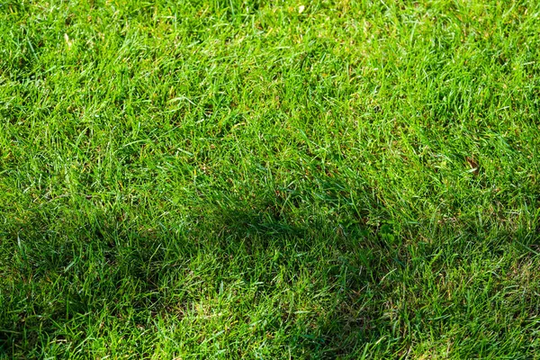 Gelbe Blätter auf grünem Gras Golfplatz — Stockfoto