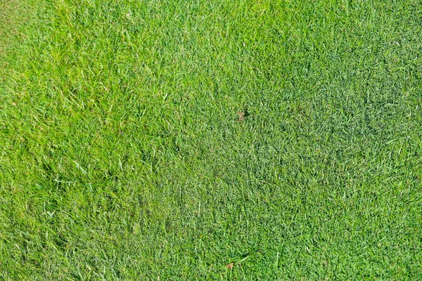 Primer plano. Hierba en el campo de golf es verde, sombras en la superficie del campo —  Fotos de Stock