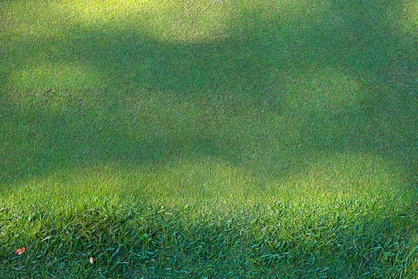 Campo de golfe, sombras de árvores na relva. Grama verde. Contexto. — Fotografia de Stock