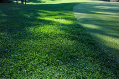 Yeşil çimenler. Geçmişi. Golf sahası, çimlerin üzerindeki ağaçların gölgeleri..