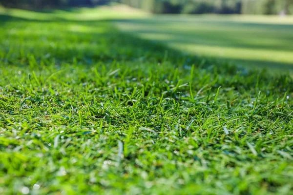 Yeşil çimenler. Geçmişi. Golf sahası, çimlerin üzerindeki ağaçların gölgeleri..