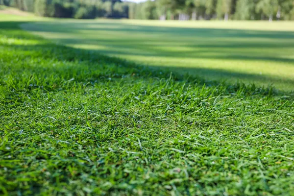 Grönt gräs. Bakgrund. Golfbana, skuggor från träd på gräset. — Stockfoto