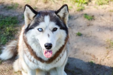 Mavi ve kahverengi gözlü, güzel, iri bir köpeğin portresi.