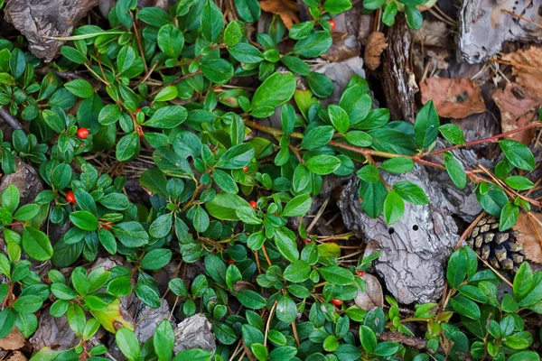 Achtergrond, groene bladeren van een plant op grijze stenen — Stockfoto