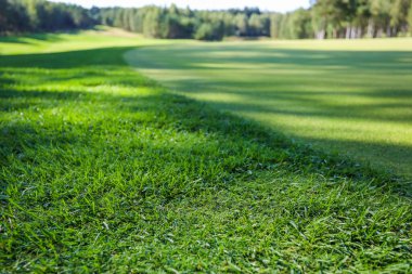 Yeşil çimenler. Geçmişi. Golf sahası, çimlerin üzerindeki ağaçların gölgeleri..