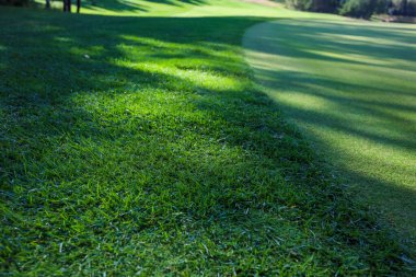 Yeşil çimenler. Geçmişi. Golf sahası, çimlerin üzerindeki ağaçların gölgeleri..
