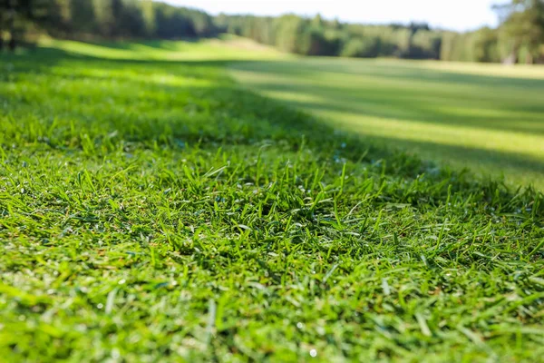 Grama verde. Contexto. Campo de golfe, sombras de árvores na grama. — Fotografia de Stock