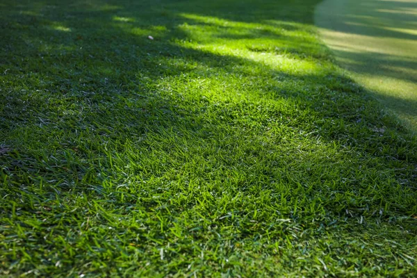 Zelená tráva. Pozadí. Golfové hřiště, stíny stromů na trávě. — Stock fotografie