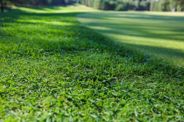 Yeşil çimenler. Geçmişi. Golf sahası, çimlerin üzerindeki ağaçların gölgeleri..