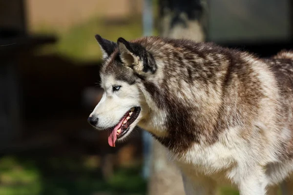 Portré egy gyönyörű husky kutya kék és barna szemekkel — Stock Fotó