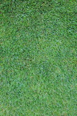 Arkaplan özeti için yeşil çimen dokusu