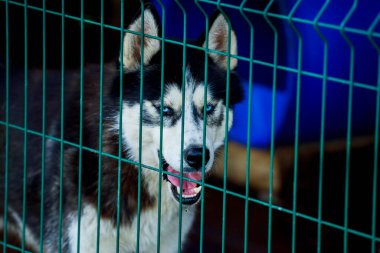 Mavi ve kahverengi gözlü, güzel, iri bir köpeğin portresi.