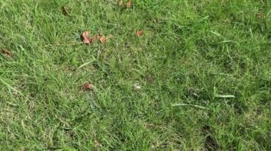 Green grass on a golf course, sunlight, wind, close-up