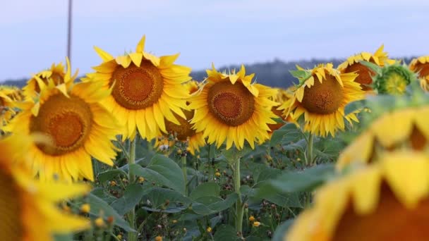 Sonnenblumen bei Sonnenuntergang auf dem Feld gegen den Himmel in den Wolken — Stockvideo