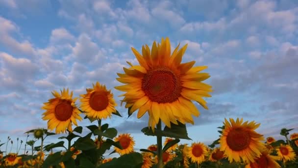 Zblízka slunečnice při západu slunce na poli — Stock video