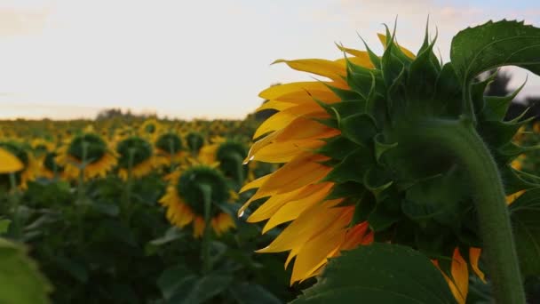 Sonnenblumen von hinten bei Sonnenuntergang auf dem Feld gegen den Himmel in den Wolken — Stockvideo