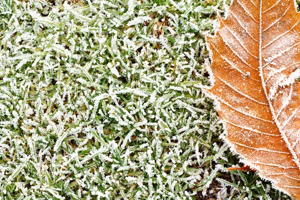 Frosty grass and leaves background — Stock Photo, Image