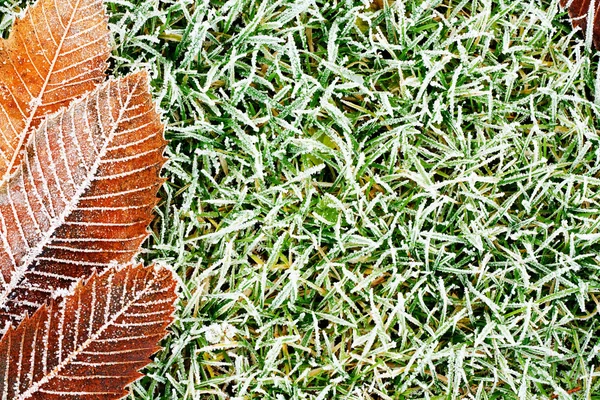 Frosty grass and leaves background — Stock Photo, Image