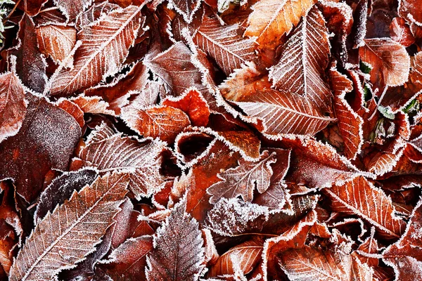 Frosty leaves background — Stock Photo, Image