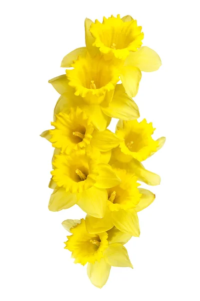 Primavera narcisos borda ou quadro de fundo — Fotografia de Stock