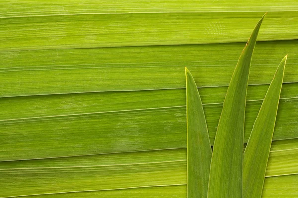 Fond longue feuille — Photo