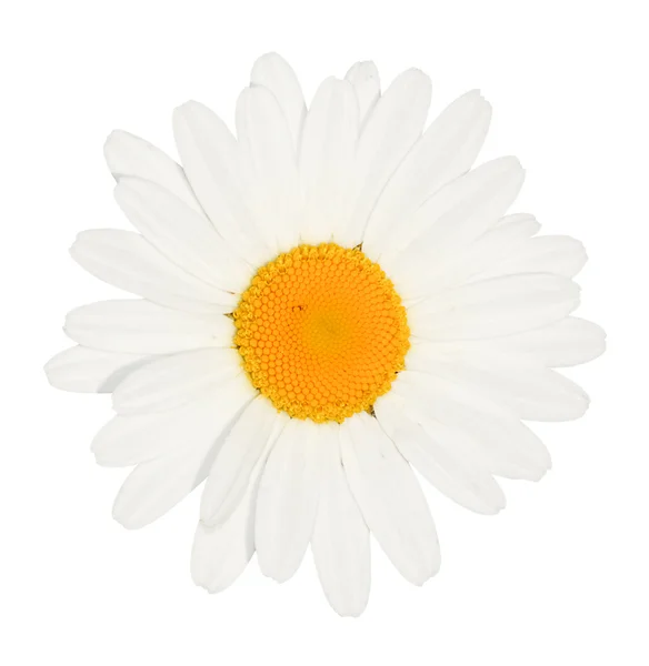 Marguerite tête de fleur isolé — Photo