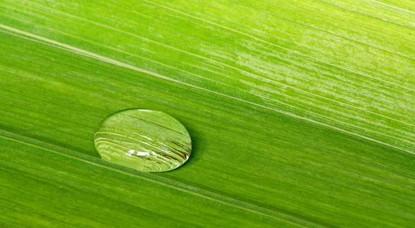 Water droplet on a tropical leaf background — Stock Photo, Image