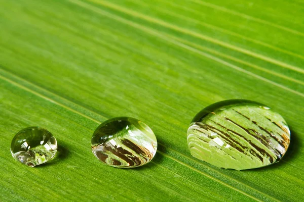 Three droplets on leaf background — Stock Photo, Image