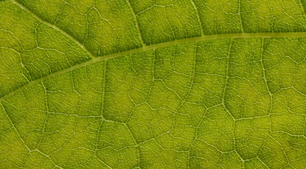 Leaf extrem närbild — Stockfoto