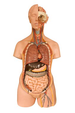 insan anatomisi modeli