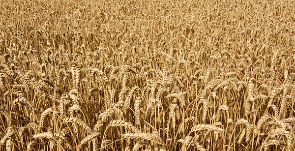 Wheat cereal grain — Stock Photo, Image