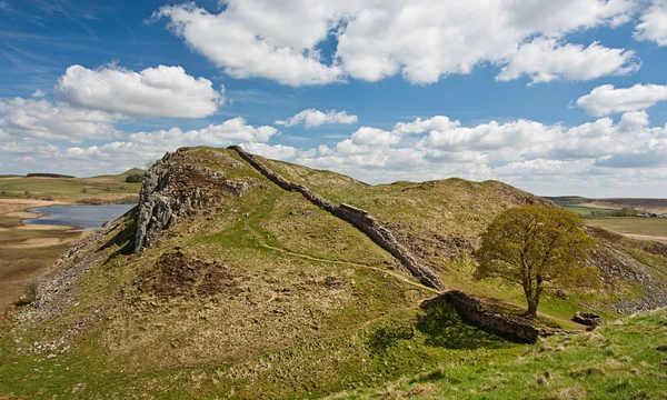 Sycamore Gap na Muralha de Adriano — Fotografia de Stock